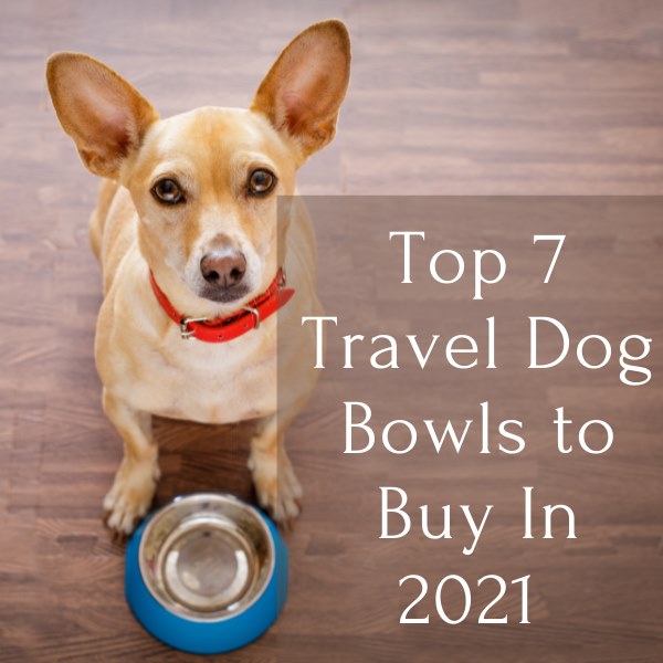 top 7 travel dog bowls to buy in 2021