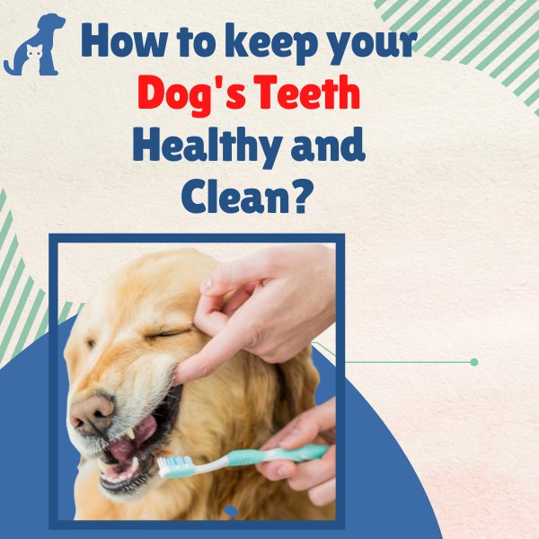 How to keep your dog's teeth healthy and clean?