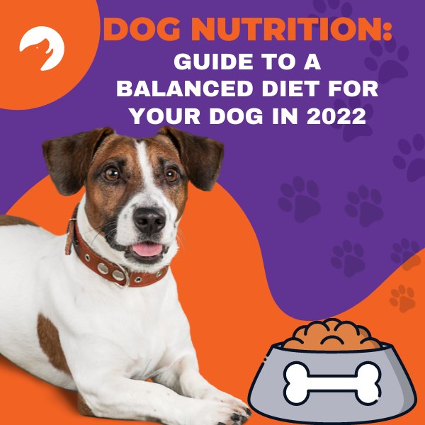 dog nutrition: guide to a balanced diet for your dog in 2022