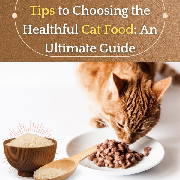 tips to choosing the healthful cat food: an ultimate guide