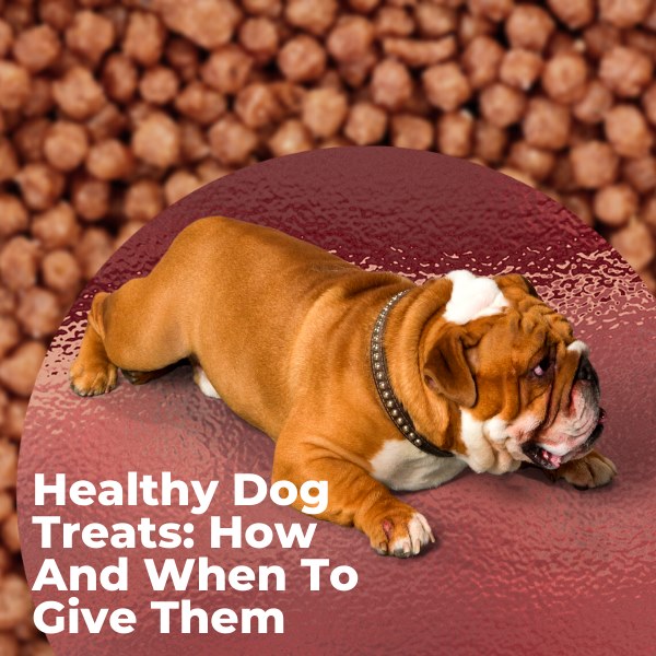 Healthy Dog Treats: How and When to Give Them