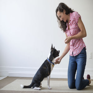 Best ways to teach your pet to come when called