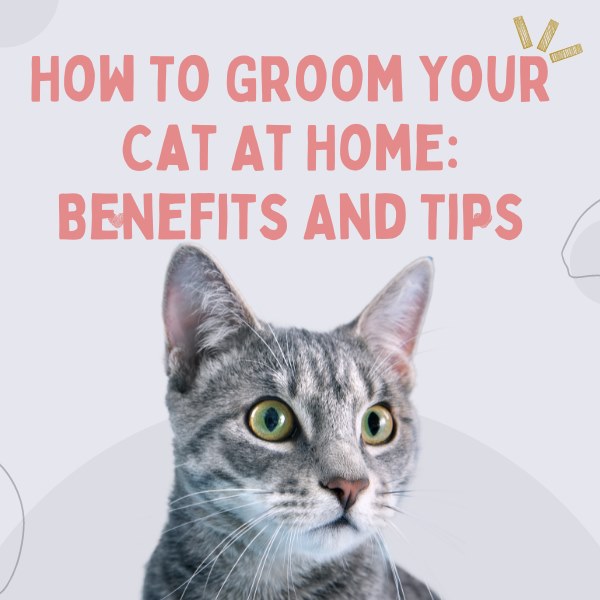 How to Groom your cat at home: benefits and tips