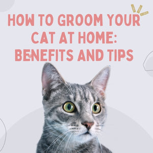 How To Groom Your Cat At Home: Benefits And Tips