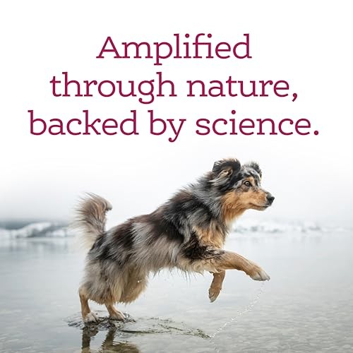Nutrisource AmpliFull Skin and Coat Gummies Apple Supplemental Dog Chews - 90 Count - 11 Oz - Case of 6