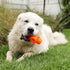 BIONIC Treat Star Toughest Chewer Treat Inserting Interactive Rubber Dog Toy
