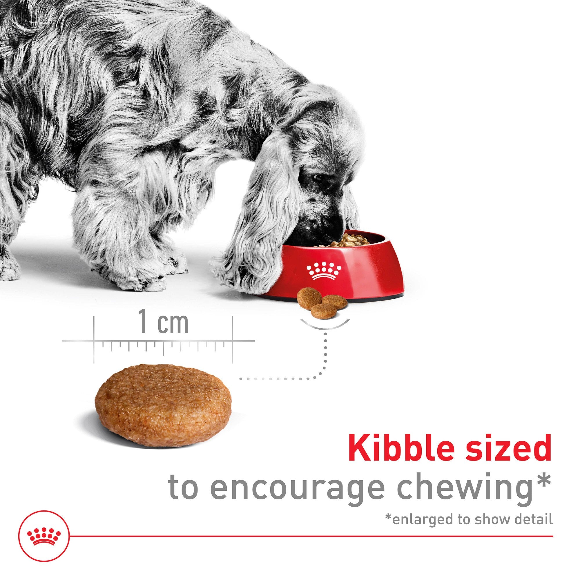 Royal Canin Size Health Nutrition Digestive Health Medium-Breed Adult Dry Dog Food - 4 Lbs - Case of 4