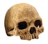 Exo Terra Primate Skull Reptile Terrarium Décor 
