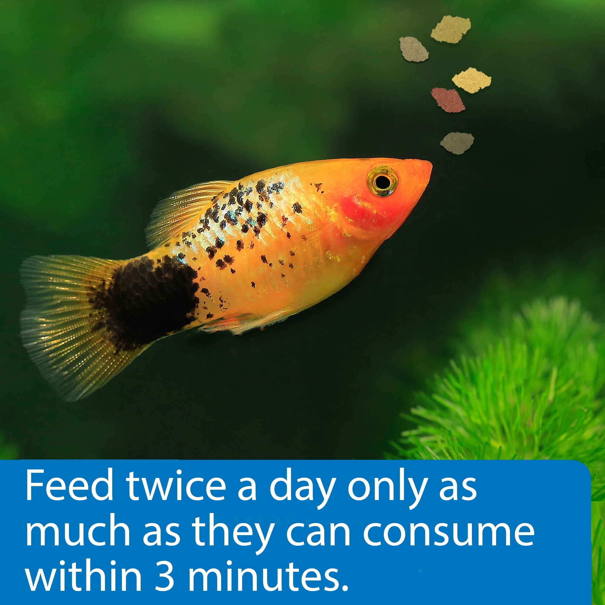 API Tropical Freshwater Fish Food Flakes