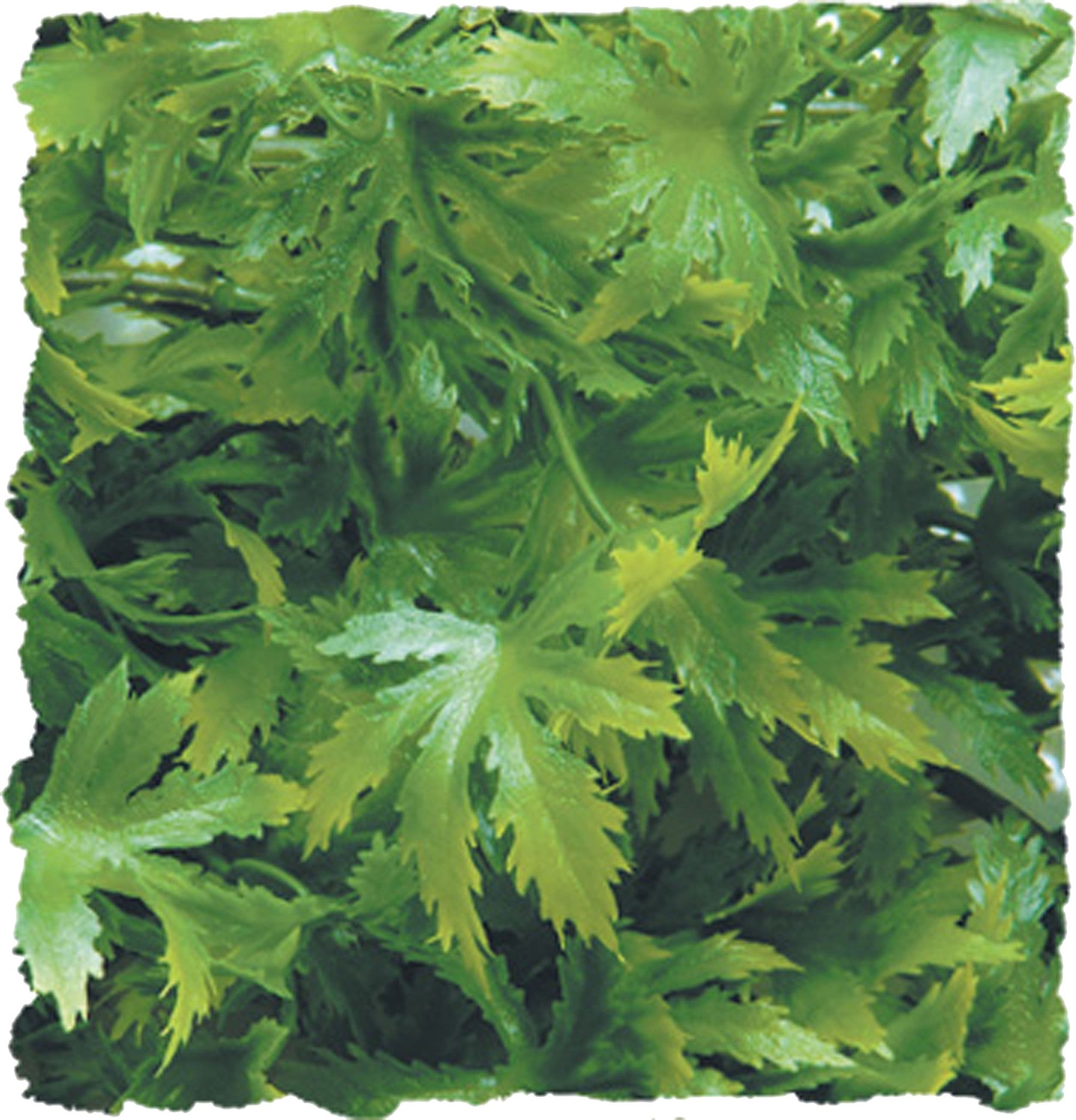 Zoo Med Laboratories Cannabis Bush Naturalistic Plastic Plant Terrarium Décor Large - 22 Inch