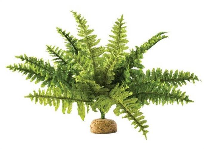 Exo Terra Boston Ferm Aquarium and Terrarium Décor Plant - Medium