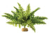 Exo Terra Boston Ferm Aquarium and Terrarium Décor Plant - Medium