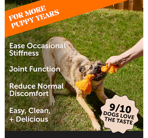 Pet Honesty Hip and Joint Glucosamine Salmon Oil Bone Broth Liquid Dog Supplement and Food Topper - 12 Oz