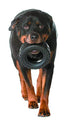 Mammoth Pet Products TireBiter II Tire Chew Rubber Dog Toy - Extra Large - 7 Inch