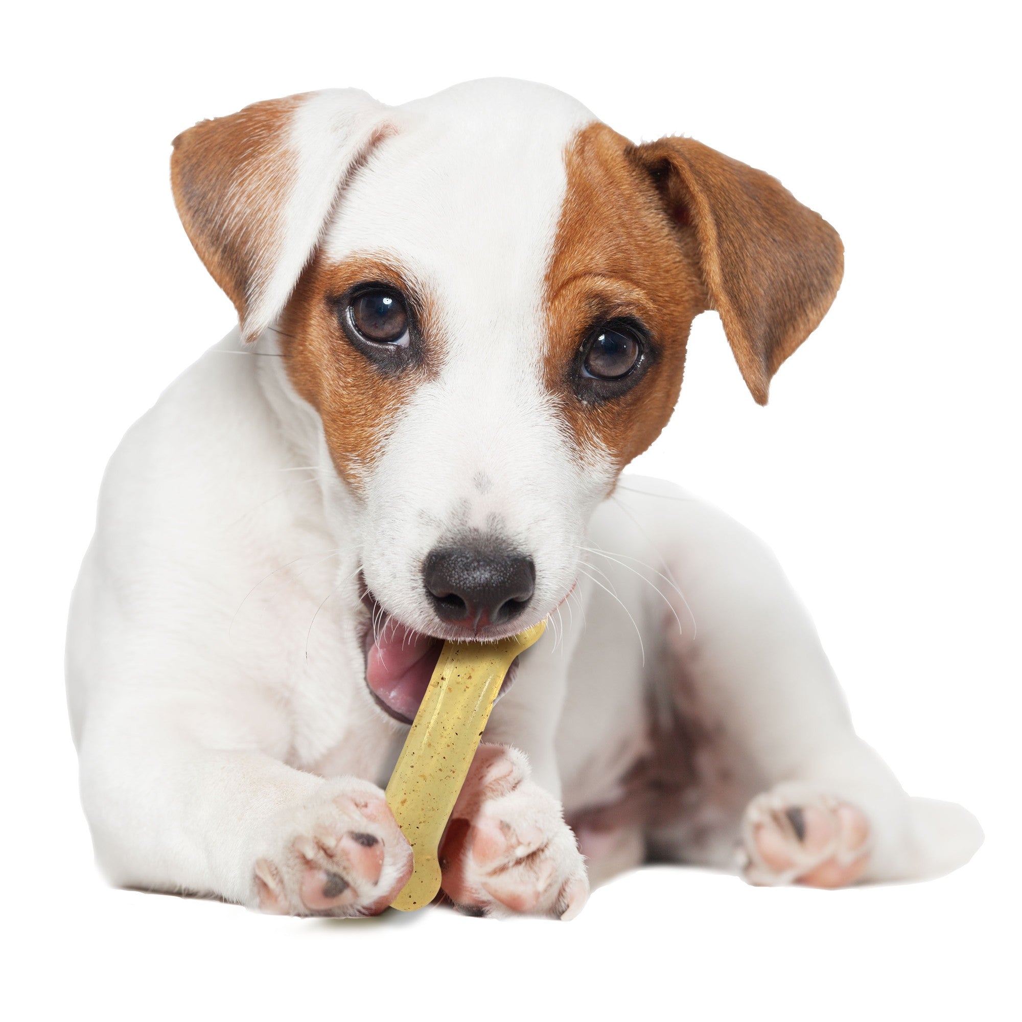 Nylabone Original Bone Flexi-Chew Moderate-Chew Chicken Flavored Chew Dog Toy - Small/Regular