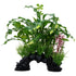 Fluval AquaLife Curly Aponogeton Plastic Plant Mix Aquarium Décor - 10 Inch
