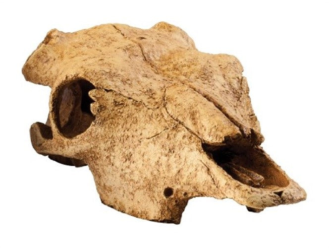 Exo Terra Buffalo Skull Aquarium and Terrarium Décor 