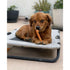 Nylabone Original Bone Flavor Frenzy Multiple Flavor Power-Chew Nylon Chew Dog Toy - Extra Small - 3 Pack