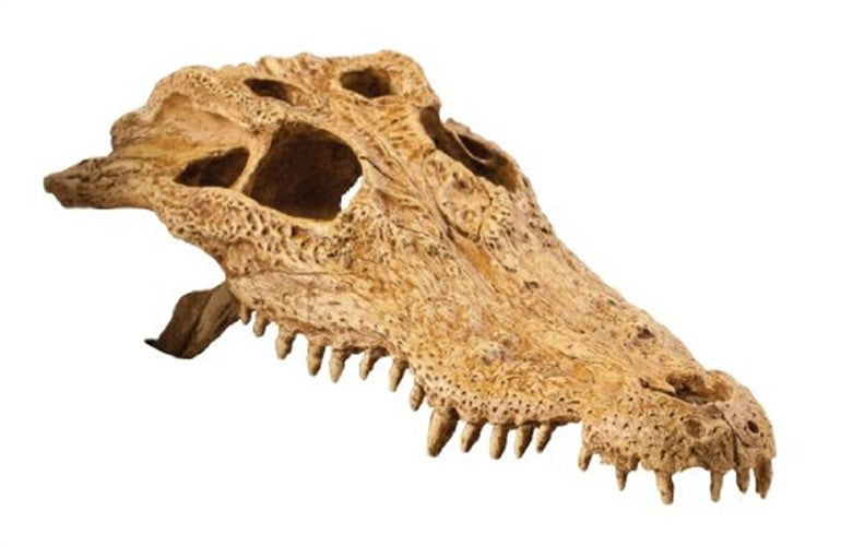 Exo Terra Crocodile Skull Terrarium Décor 