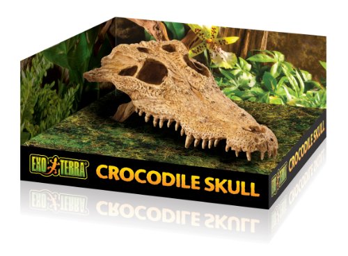 Exo Terra Crocodile Skull Terrarium Décor 