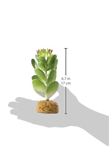Exo Terra Desert Ground Jade Cactus Terrarium Décor Plant