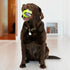 Kong Grinz Frog Bounce and Squeak and Fetch Rubber Dog Toy - Large