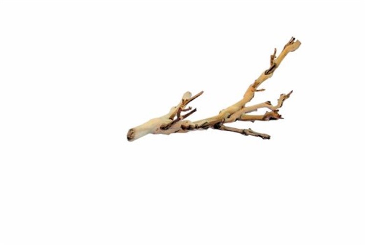 Exo Terra Forest Branch Reptile Terrarium and Aquarium Décor - Small