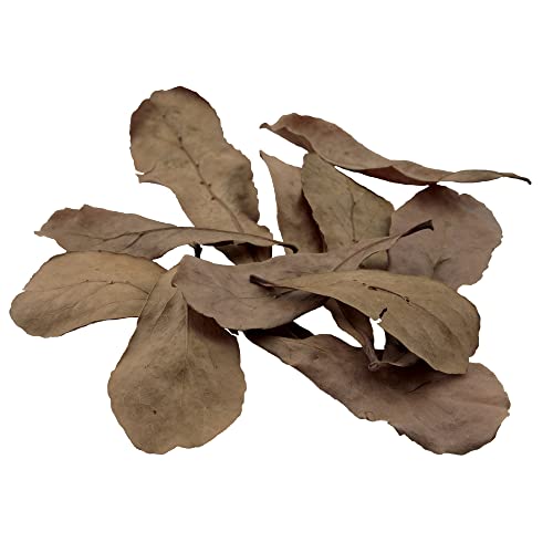 Fluval Betta Tropical Almond Leaves Aquarium Health and Décor - 10 Pack