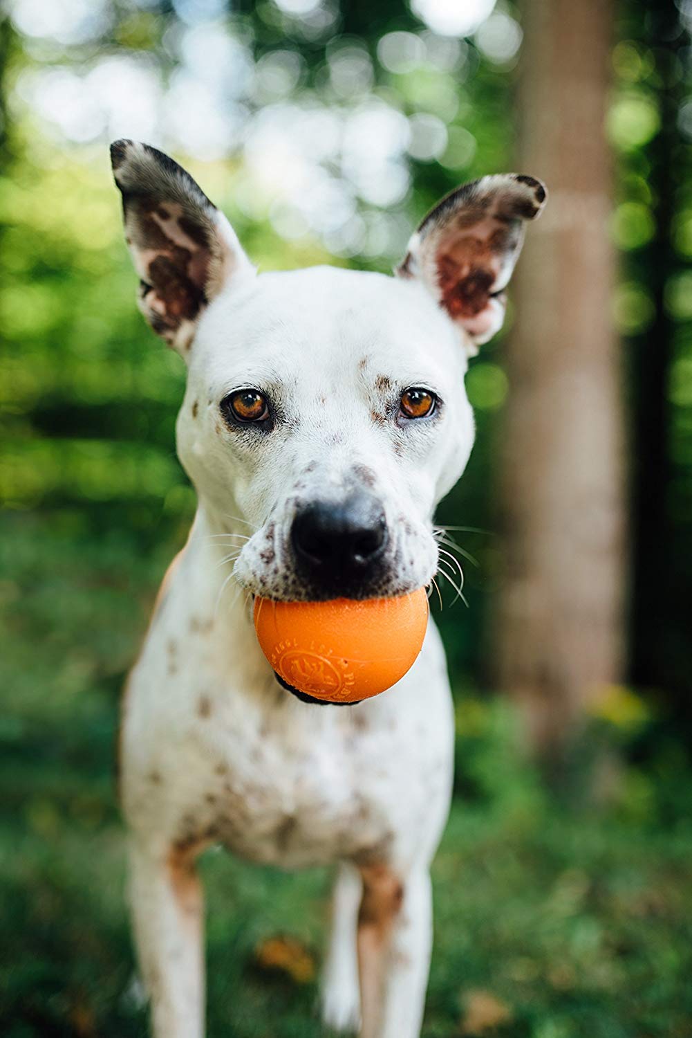 Outward Hound Planet Dog Orbee Tuff Squeak and Fetch Ball Dog Toy - Orange  