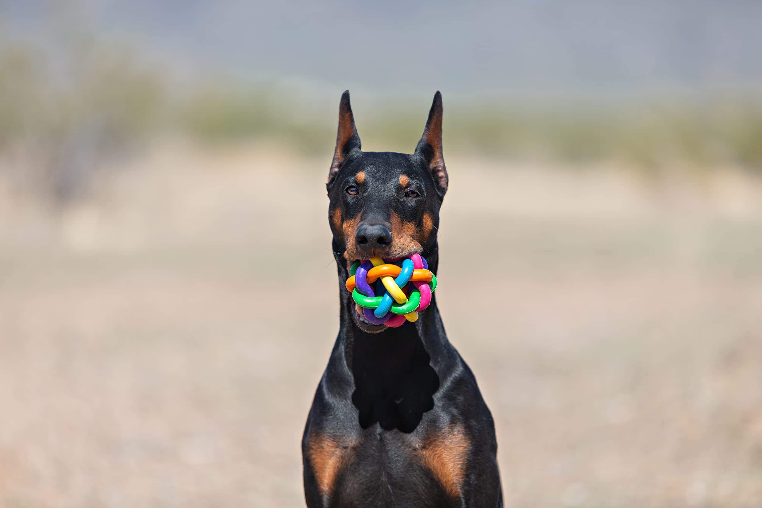 Multipet Nobbly Wobbly Multi-Colored Ball Rubber Dog Toy - Small - 3