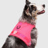 Canada Pooch Chill Seaker Reflective and Cooling Dog Harness