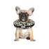 Arlee Comfurt Recovery Dog Collar - Cheetah - Small