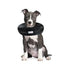 Arlee Comfurt Recovery Dog Collar - Black - Large