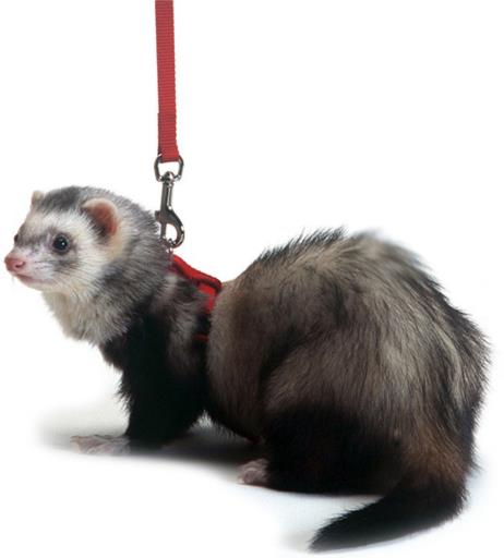 Marshall Ferret Harness and Leash Set - Red