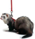 Marshall Ferret Harness and Leash Set - Red