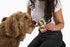 Jolly Pets Fill'n Treat Pumpkin and Peanut Butter Dog Treats Packet - 1 Oz - 10 Pack