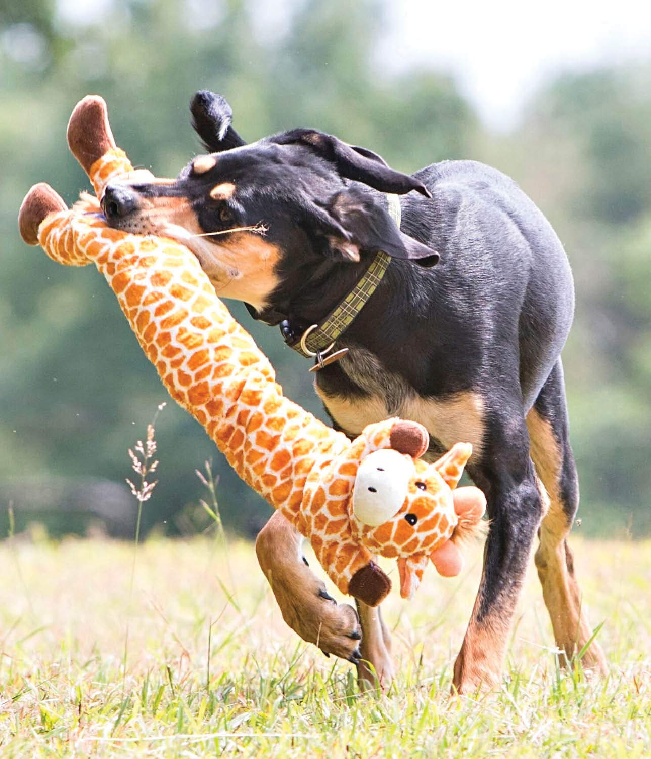 Outward Hound Cuddly Climbers Panda 3-in-1 Rope Crinkle and Squeak Plush Durable Dog Toy  