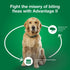 Elanco Advantage II Medium Dog 6-Month Dose Flea and Tick Spot-on Treatment - 11-20 Lbs - Teal -  6 Pack