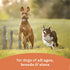 Canidae All Life Stages Chicken Turkey Lamb Salmon and Vegetable Stew Canned Dog Food - 12.7 Oz - Case of 6