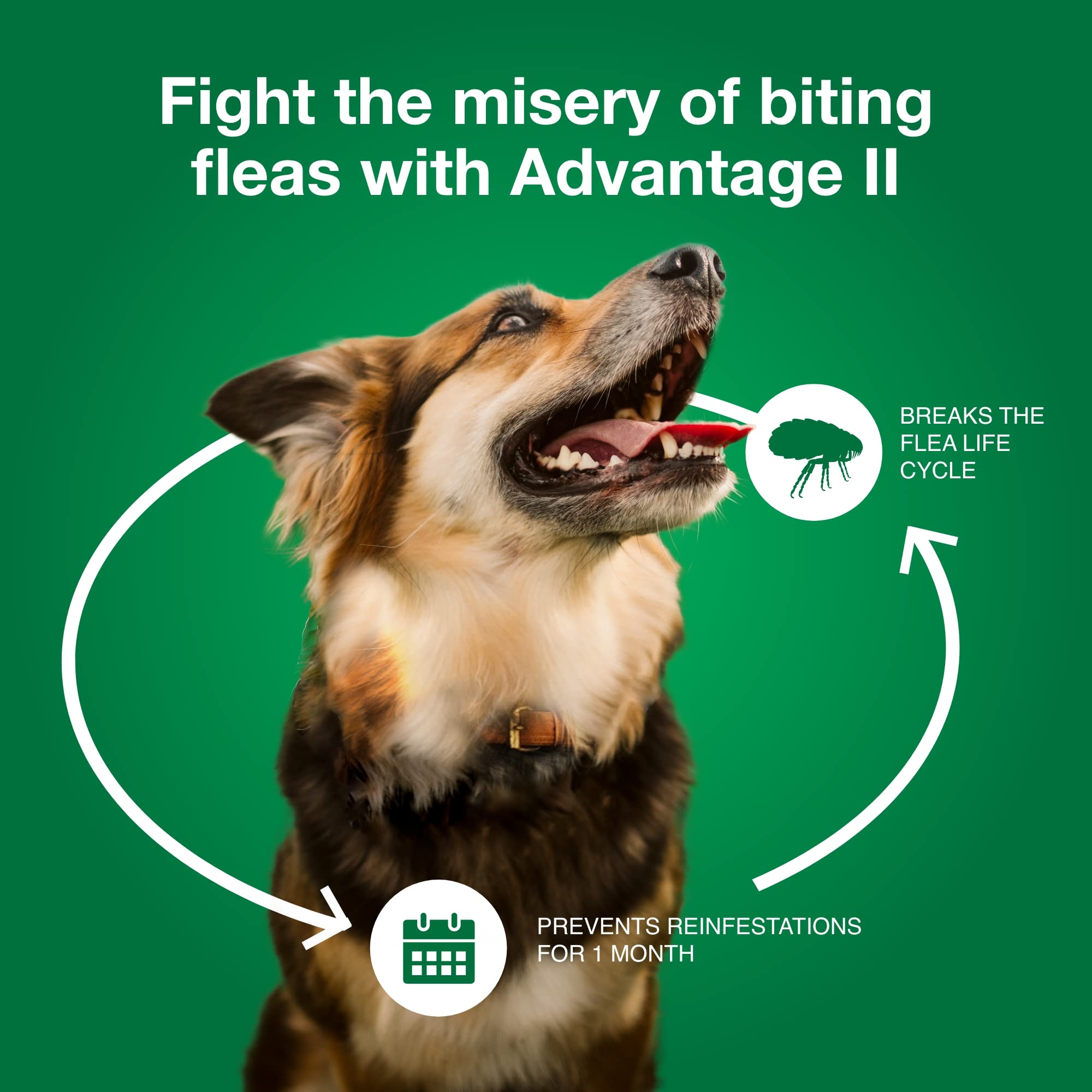 Elanco Advantage II Large Dog 6-Month Dose Flea and Tick Spot-on Treatment - 21-55 Lbs - Red - 6 Pack