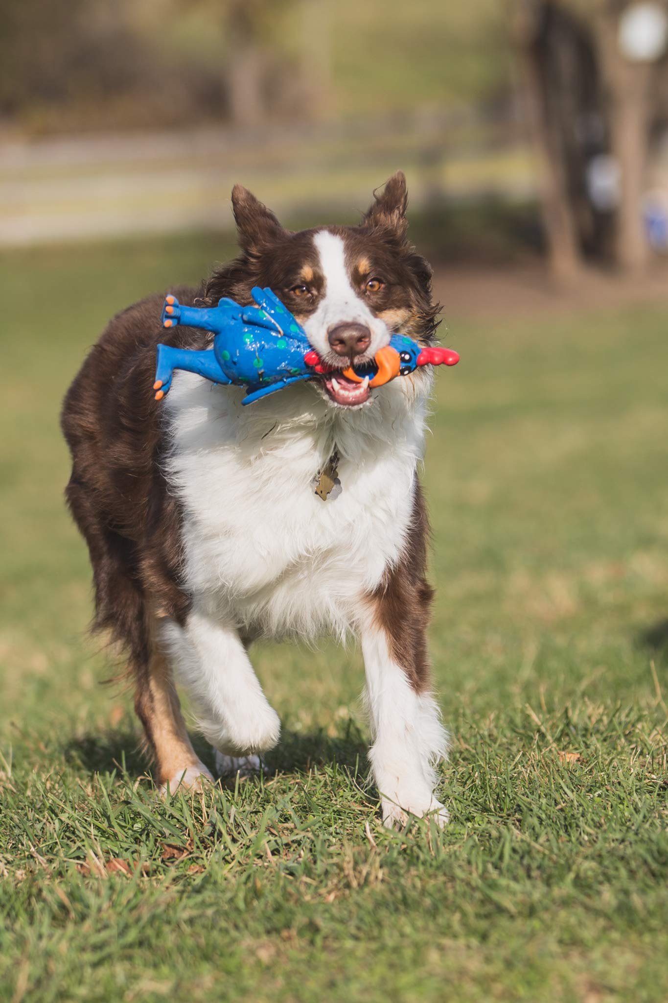 Multipet Globkens Chicken Squeak and Latex Dog Toy - Assorted - 11.5