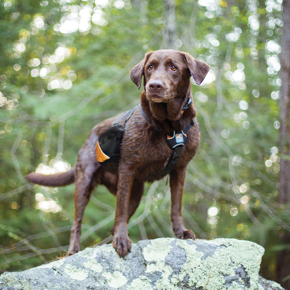 Kurgo Baxter Hiking Reflective Dog Backpack and Harness