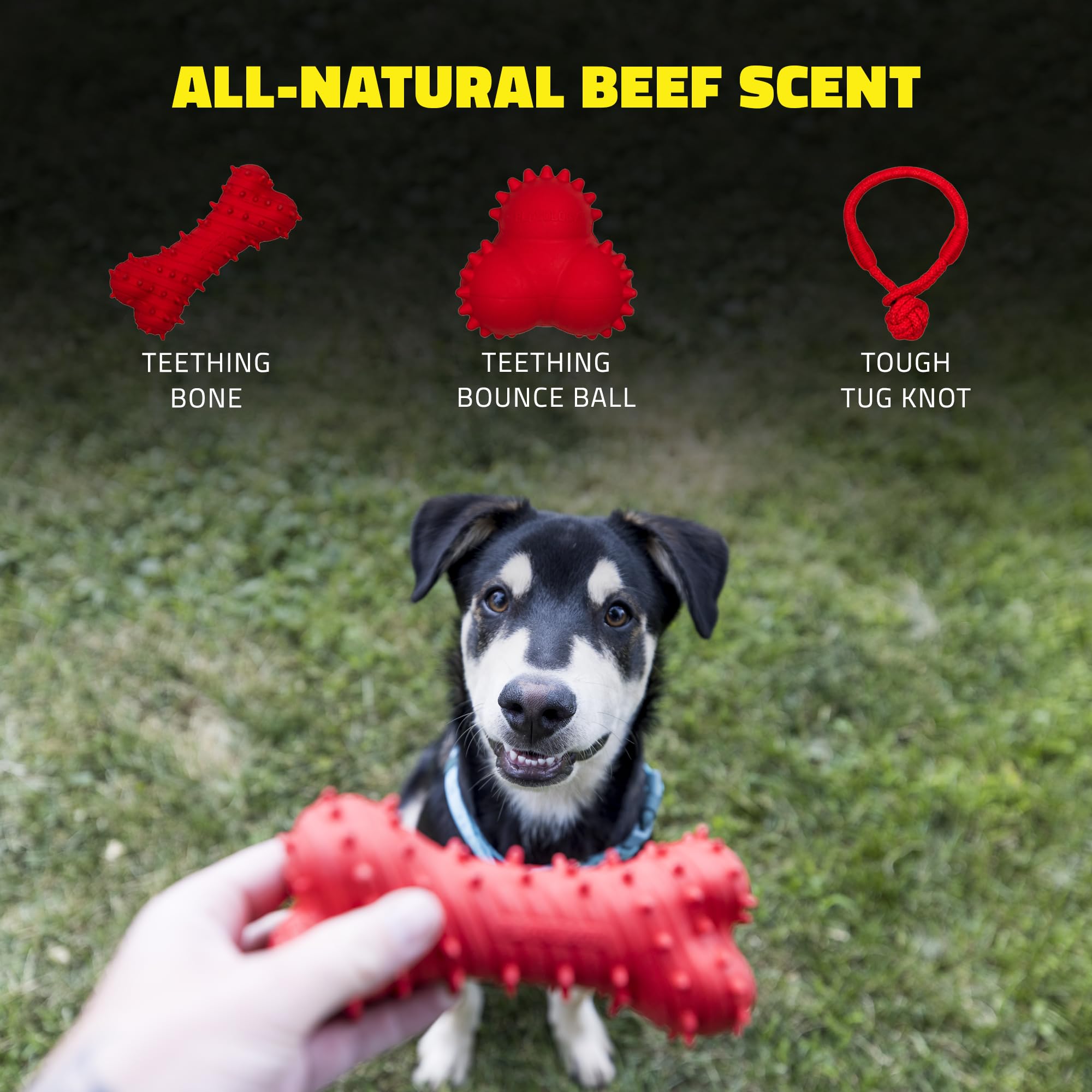 Playology Beef Scented Teething Bone Rubber Puppy Dog Toy with Encapsiscent Technology - Large  