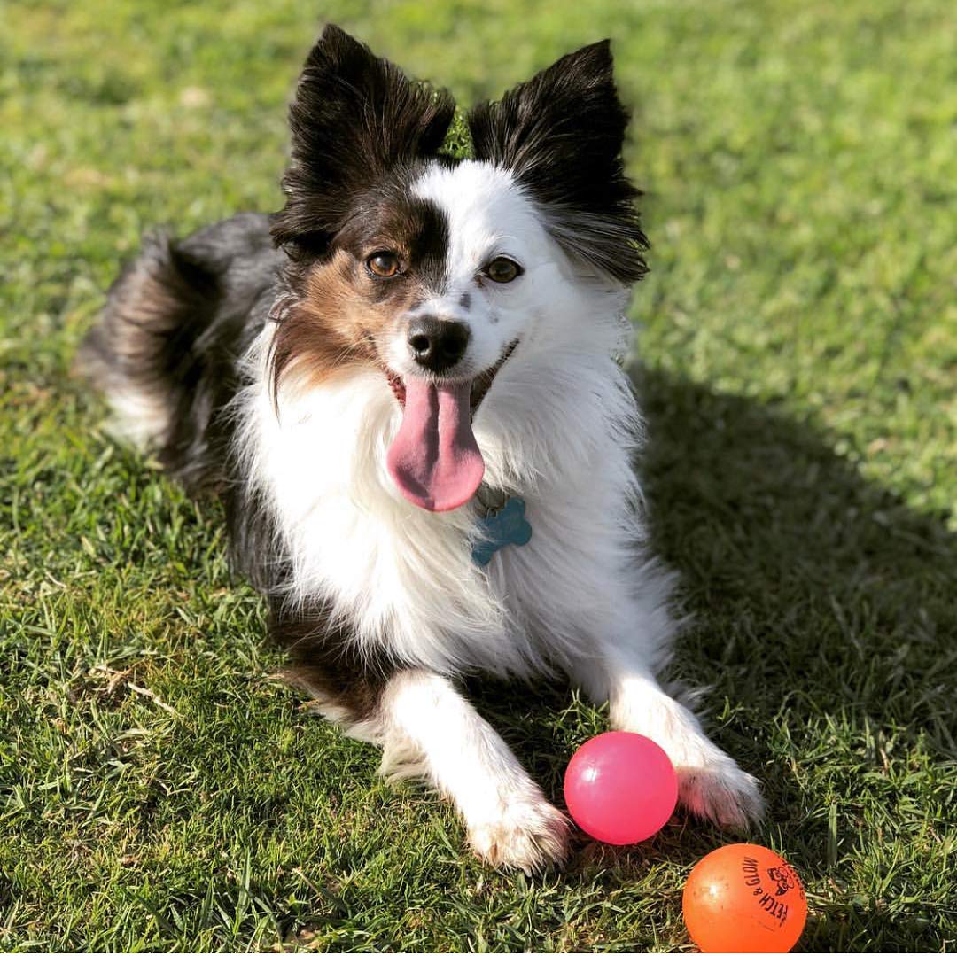 Spunky Pup Fetch and Glow-in-the-Dark Ball Float and Fetch Dog Toy - Small - 2 Pack  