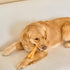 Ethical SPOT Bam-Bones Dino Bone Peanut Butter Flavored Bamboo and Nylon Chew Dog Toy - 7.25 Inch