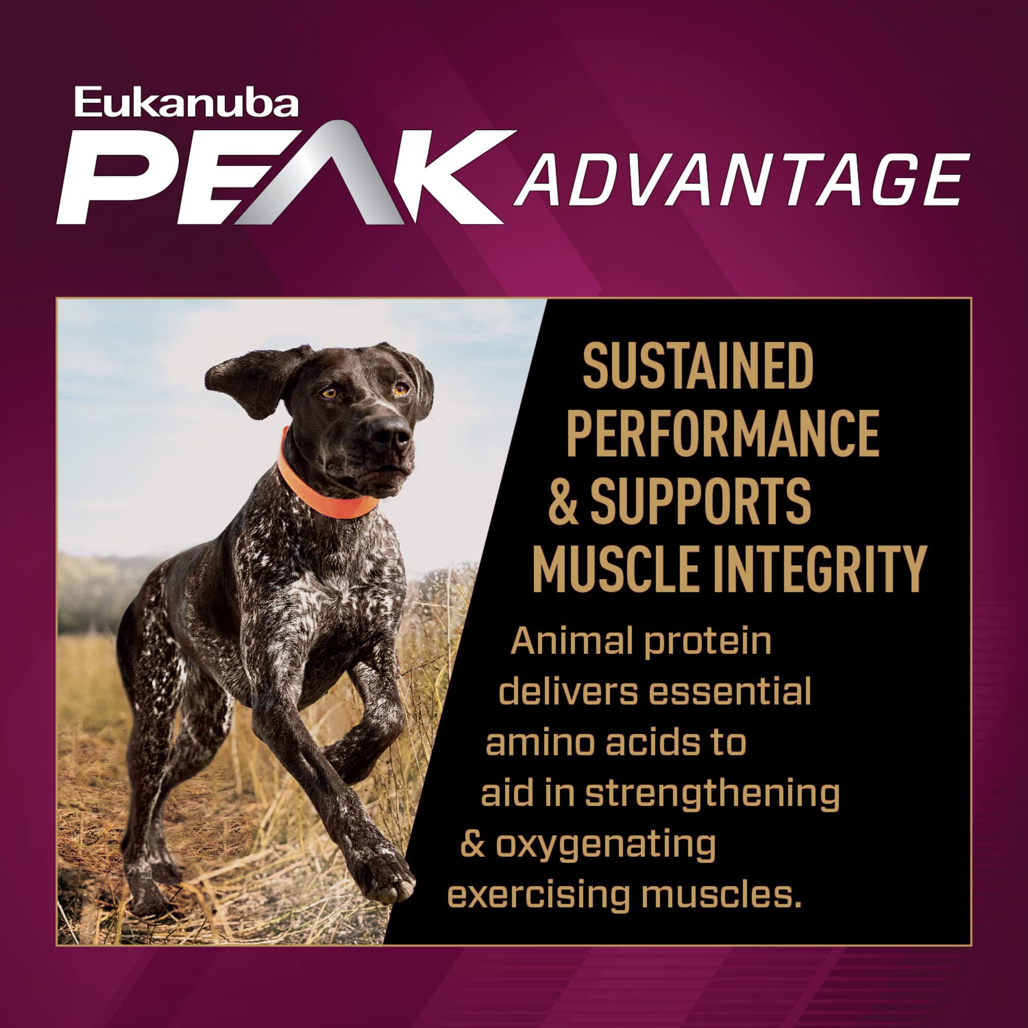 Eukanuba Premium Performance 30/20 Dry Dog Food - 4.5 Lbs  