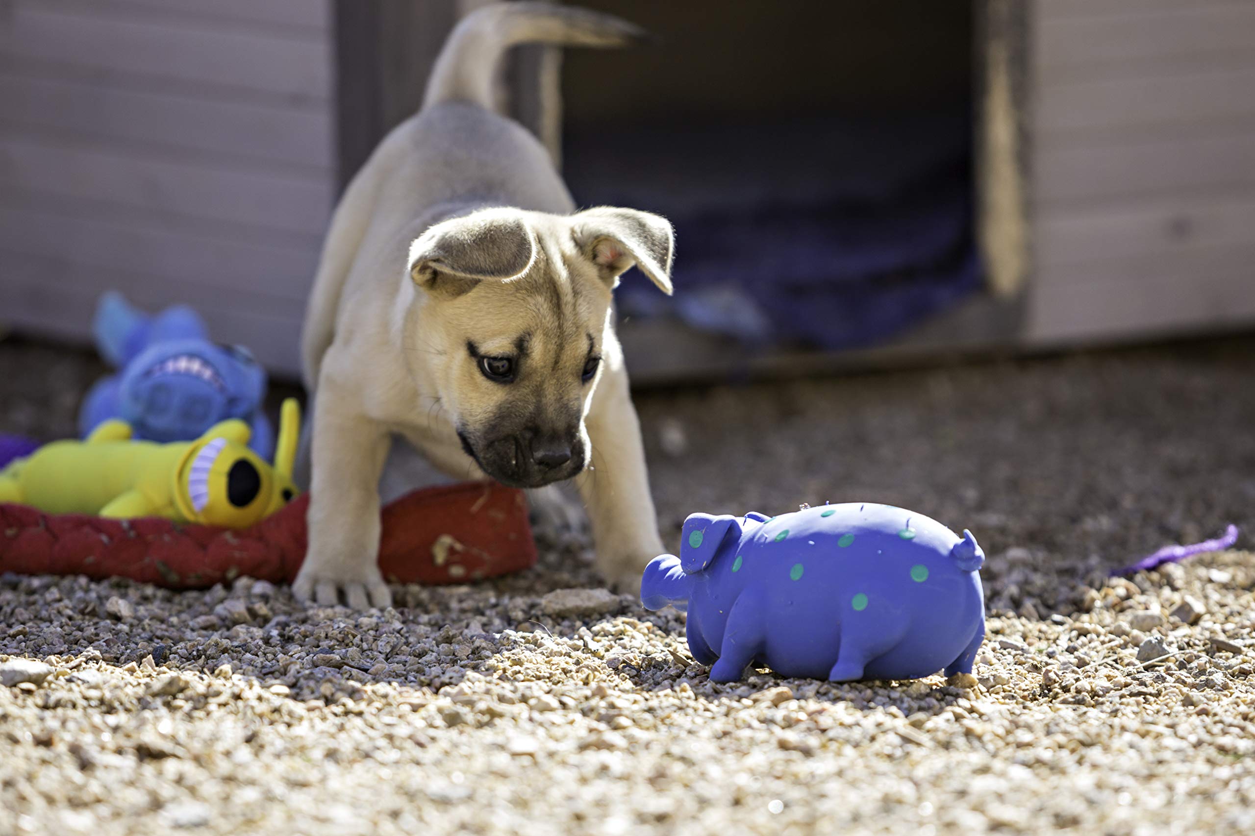 Multipet Globlets Pig High-Pitch Squeaking Latex Dog Toy - Assorted - 9" Inches  