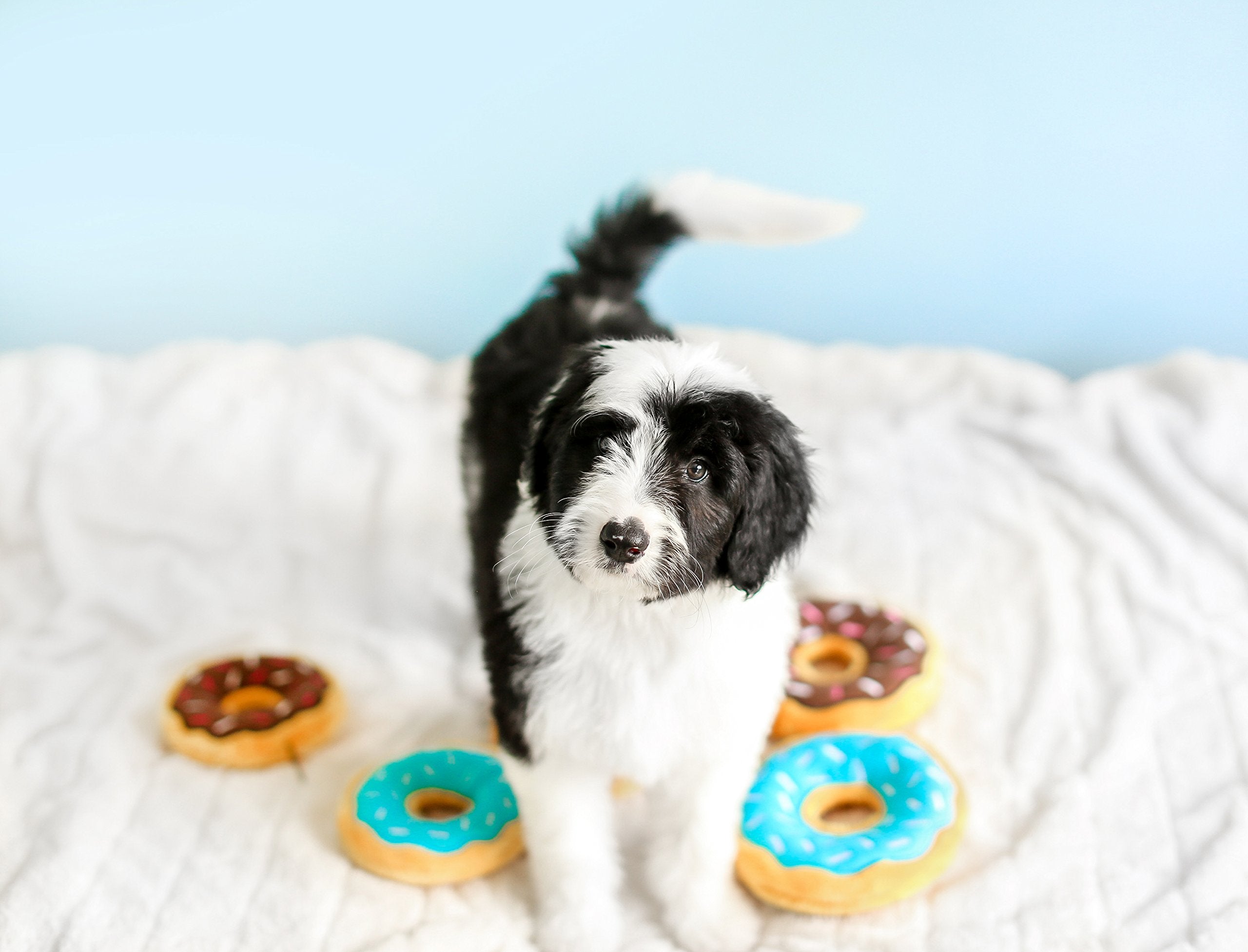 Zippy Paws Donutz Blueberry Glazed White Sprinkles Squeak and Plush Dog Toy - Junior - Small  