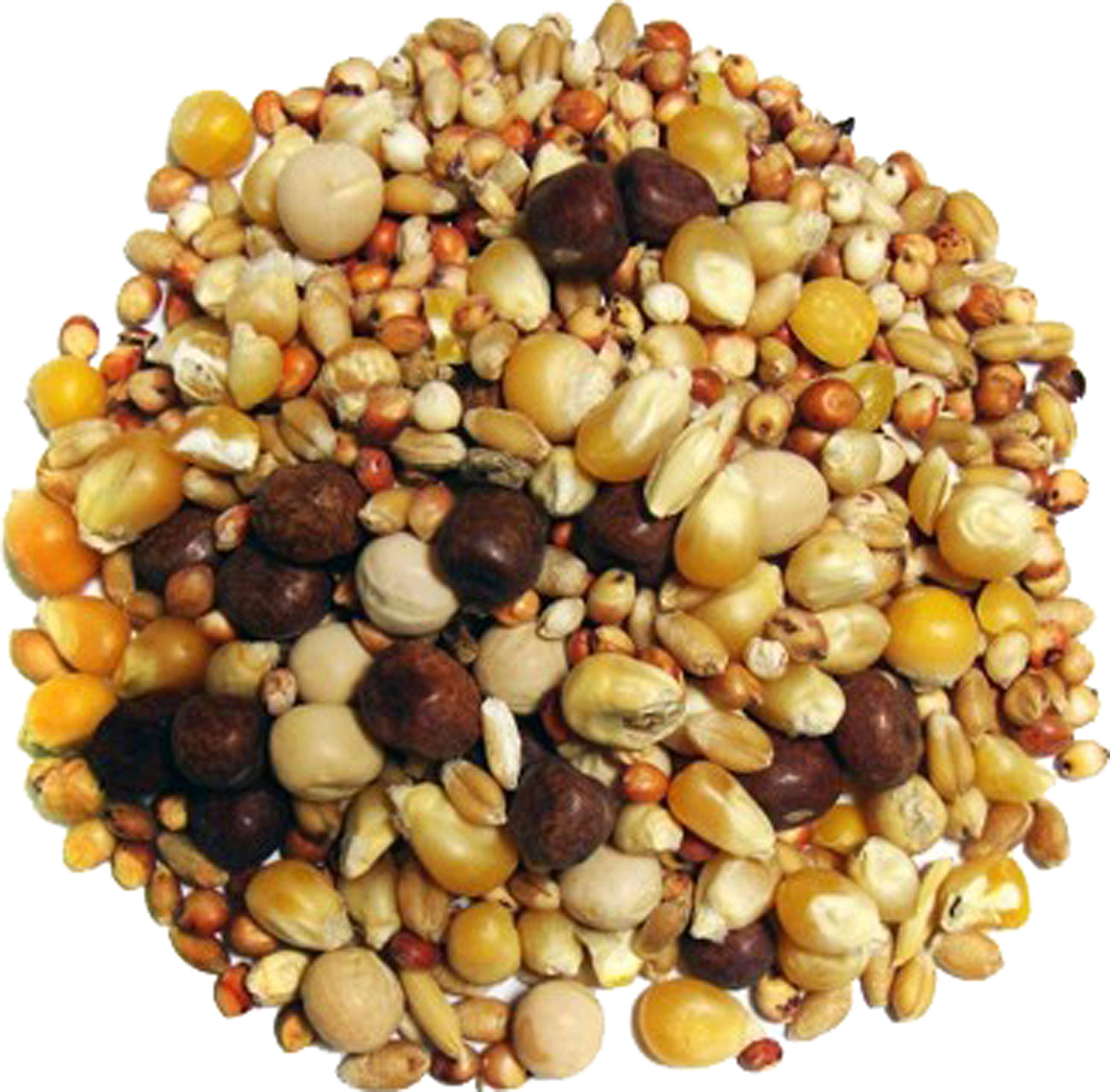 F.M. Brown's Breeder Small Corn Pigeon Wild Bird Food - 50 Lbs
