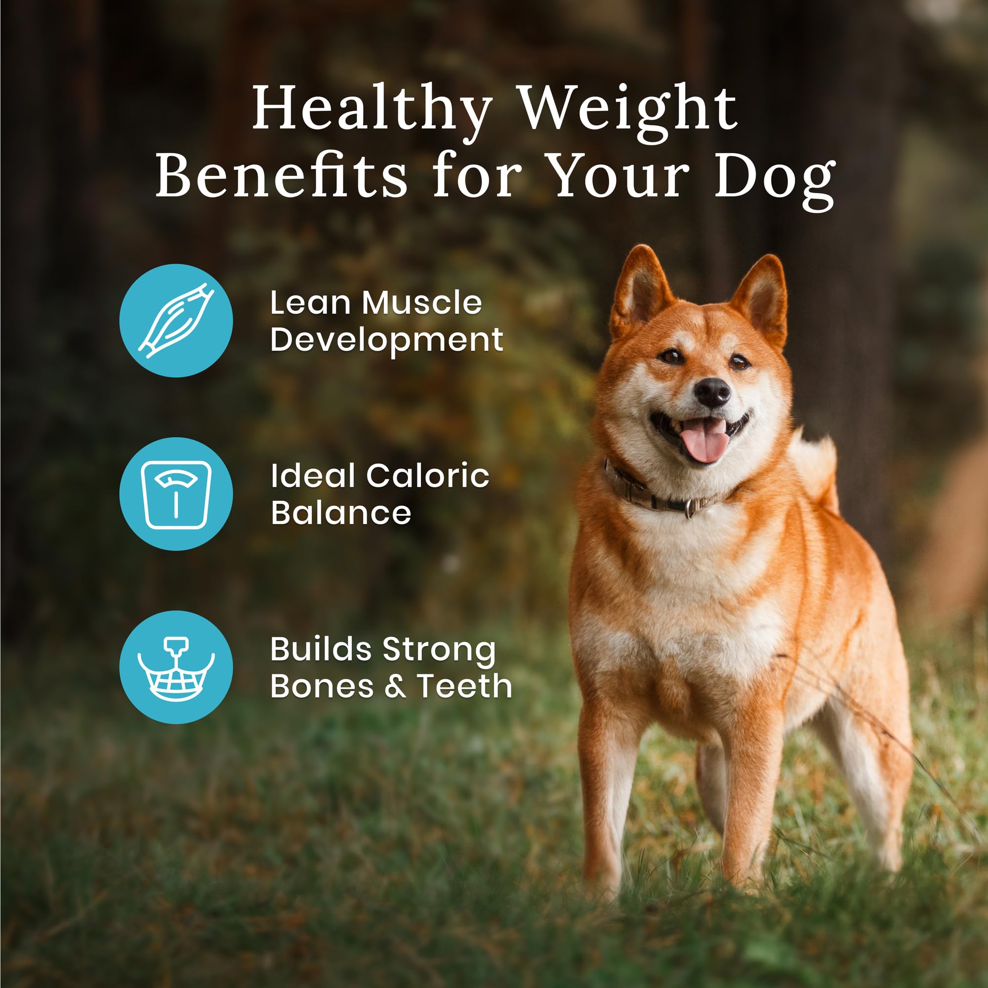 Blue Buffalo Wilderness Rocky Mountain Recipe Healthy Weight Dry Dog Food - 28 Lbs  